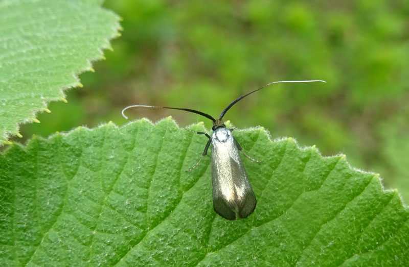 Adela reaumurella ? S, femmina